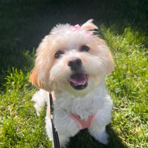 icm_fullxfull.818451847_c0jjxsf1ulcg84gwk0ck