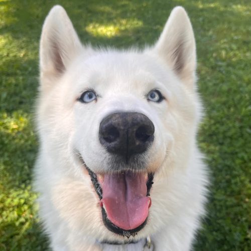 icm_fullxfull.818451859_osufpdufej4c0kw4kwos