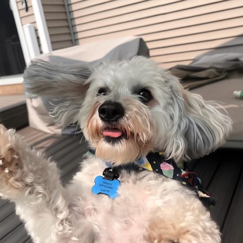 icm_fullxfull.818452359_e4j5fkyh0ogsc4ocgs4w